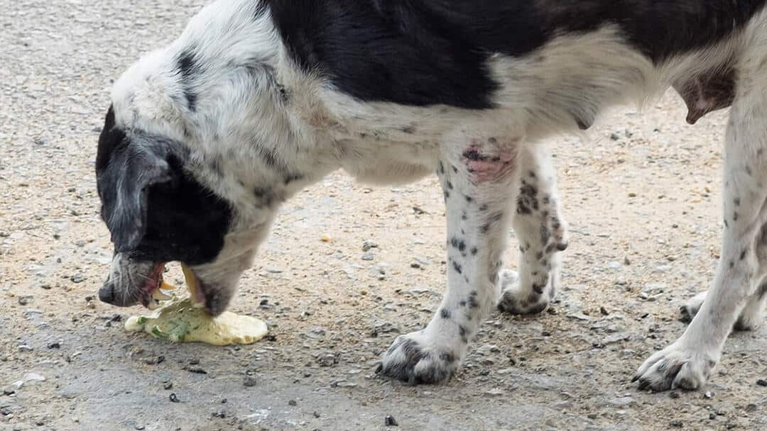 Servidor Ambiente Cerco Causas De Vomito Y Diarrea Con Sangre En Perros